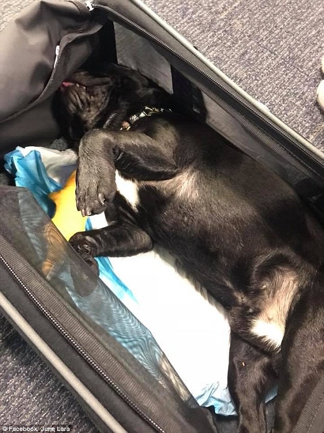 
Chú chó xấu số qua đời vì bị nhét vào khoang hành lý (Ảnh: June Lara/Facebook)
