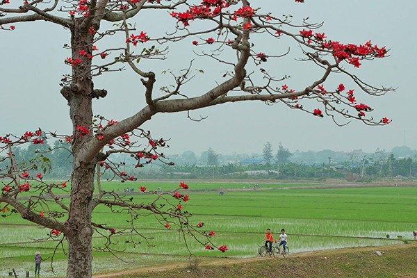 Mê mẩn với hoa gạo nở đỏ rực vùng ngoại thành Hà Nội - 1 Mê mẩn với hoa gạo nở đỏ rực vùng ngoại thành Hà Nội - 1