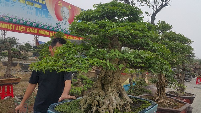 Chiêm ngưỡng cây mai chiếu thuỷ giá 350 triệu đồng lần đầu xuất hiện trên thị trường - 5
Theo anh Toản, hiện đã có một số khách trả giá cây mai chiếu thủy trên gần 200 triệu đồng nhưng anh chưa muốn bán mà chờ được giá cao hơn gia đình mới xuất vườn.