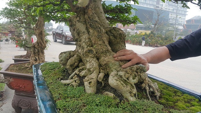 Chiêm ngưỡng cây mai chiếu thuỷ giá 350 triệu đồng lần đầu xuất hiện trên thị trường - 6
Cây có bộ bệ tương đối khủng và có đường kính gốc lên tới hơn 40cm.
