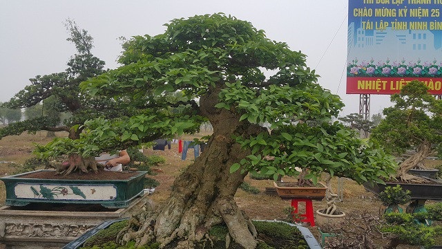 Chiêm ngưỡng cây mai chiếu thuỷ giá 350 triệu đồng lần đầu xuất hiện trên thị trường - 1
Cây mai chiếu thủy của anh Toản có tuổi đời gần 100 năm và cao hơn 1m.