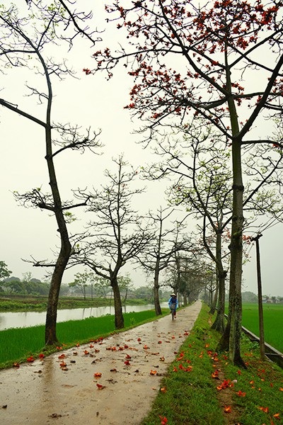 Mê mẩn với hoa gạo nở đỏ rực vùng ngoại thành Hà Nội - 5 Mê mẩn với hoa gạo nở đỏ rực vùng ngoại thành Hà Nội - 5