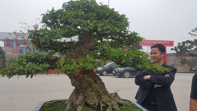 Chiêm ngưỡng cây mai chiếu thuỷ giá 350 triệu đồng lần đầu xuất hiện trên thị trường - 2
Cây mai chiếu thủy của anh Toản có dáng siêu cực đẹp.