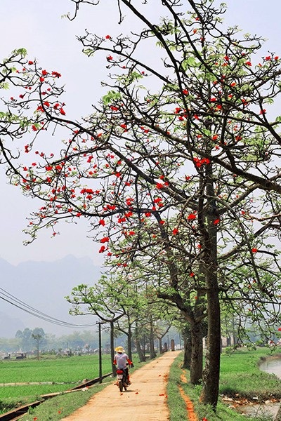Mê mẩn với hoa gạo nở đỏ rực vùng ngoại thành Hà Nội - 9 Mê mẩn với hoa gạo nở đỏ rực vùng ngoại thành Hà Nội - 9