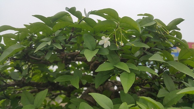 Chiêm ngưỡng cây mai chiếu thuỷ giá 350 triệu đồng lần đầu xuất hiện trên thị trường - 3
Khác với mai vàng, mai chiếu thủy có màu trắng và ra hoa quanh năm. Loại hoa còn này mang ý nghĩa phồn vinh, thịnh vượng và tài lộc cho người chơi.