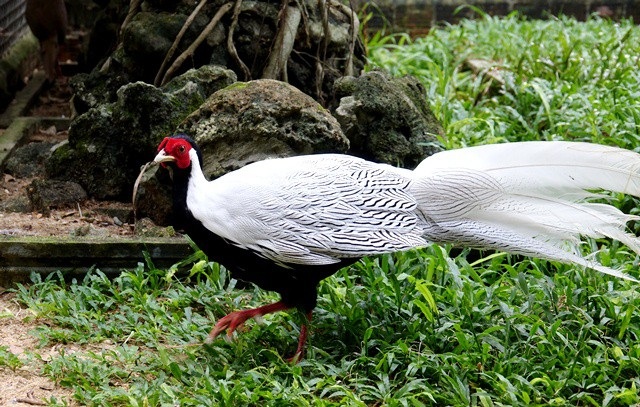 Quảng Ngãi: Nuôi nhiều giống chim quý, kiếm 150 triệu đồng/năm - 6 Trang trại chim mang về cho anh Bốn mỗi năm 150 triệu đồng
