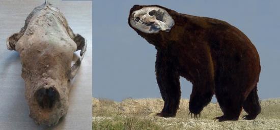 Phát hiện hóa thạch gấu có niên đại 120.000 năm - 1
Hóa thạch của một con gấu khổng lồ cách đây khoảng 120.000 năm. Ảnh: ctys.com.ar