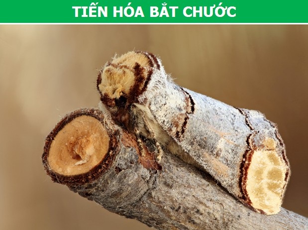 Khám phá những hiện tượng tiến hóa hết sức đặc biệt của sinh vật - 1 Khám phá những hiện tượng tiến hóa hết sức đặc biệt của sinh vật - 1