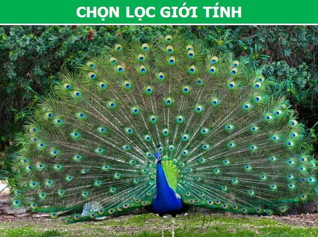 Khám phá những hiện tượng tiến hóa hết sức đặc biệt của sinh vật - 3 Khám phá những hiện tượng tiến hóa hết sức đặc biệt của sinh vật - 3
