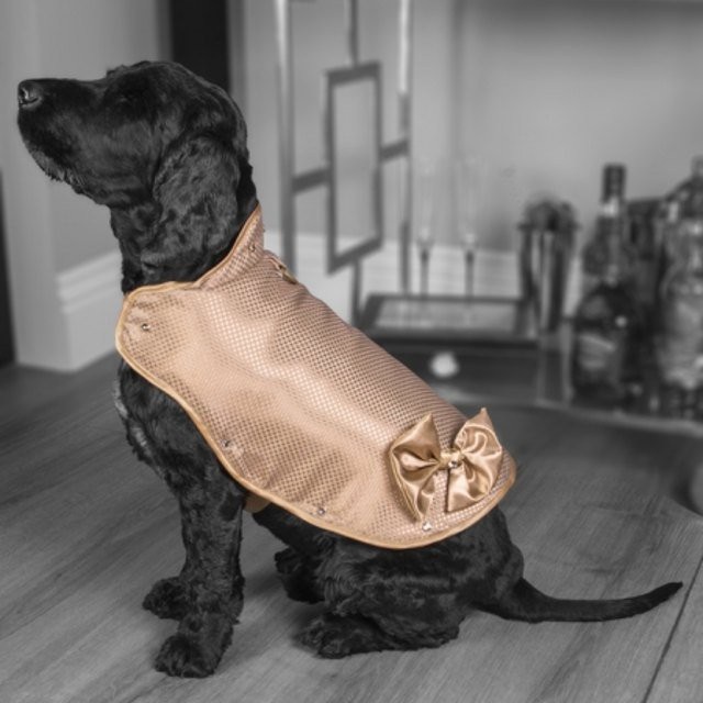 Áo khoác cho chó làm từ vàng 24 karat - 2 Áo khoác cho chó làm từ vàng 24 karat - 2