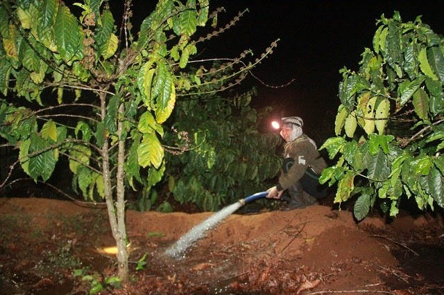 Người dân trắng đêm "giành"... nước tưới - 2
Tưới đêm, lượng nước sẽ mạnh và sẽ xong nhanh hơn...
