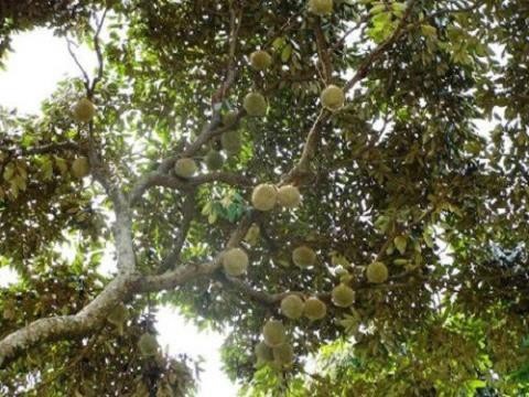 Sầu riêng lạ không mùi: Bất ngờ lo lắng nhà vườn Việt - 2 Vườn sầu riêng rộng gần 500.000m2 tại Chanthaburi, Thái Lan sai trĩu quả khiến du khách thích thú. Ảnh: OneApps.