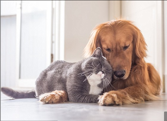Các mối nguy hại nên đề phòng khi nuôi thú cưng - 1 Các mối nguy hại nên đề phòng khi nuôi thú cưng - 1