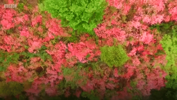 “Đẹp ngạt thở” trước những vạt hoa anh đào , đỗ quyên nở rộ khắp trời - 2 Tiếp đó là những vạt hoa đỗ quyên cũng khoe sắc giữa đại ngàn