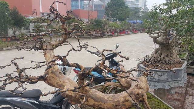 Cây ổi dáng "long cuốn thủy" giá gần 100 triệu đồng có gì đặc biệt? - 5 Cây ổi dáng "long cuốn thủy" giá gần 100 triệu đồng có gì đặc biệt? - 5