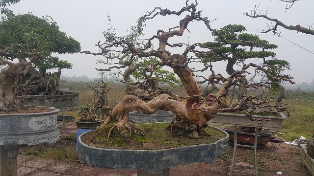 Cây ổi dáng "long cuốn thủy" giá gần 100 triệu đồng có gì đặc biệt? - 1
Cây ổi găng độc đáo này có tuổi đời hơn 50 năm và chiều cao hơn 1 m.