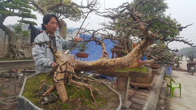 Cây ổi dáng "long cuốn thủy" giá gần 100 triệu đồng có gì đặc biệt? - 2
Theo ông Minh, hiện đã có một số khách trả giá cây ổi kiểng gần 70 triệu đồng nhưng ông chưa muốn bán mà chờ được giá cao hơn gia đình mới xuất vườn.