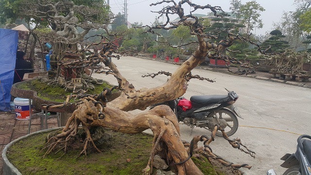 Cây ổi dáng "long cuốn thủy" giá gần 100 triệu đồng có gì đặc biệt? - 3
Rễ cây ở giữa thân thả xuống mặt đất giống như cây sanh, rất hiếm khi thấy ở cây ổi.