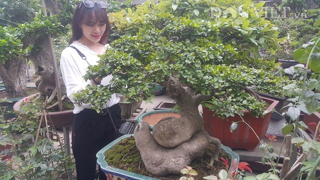 Bất ngờ: Một cây duối bonsai 40 tuổi gốc cực dị được trả 300 triệu đồng - 4
Hiện cây duối của ông Sơn đang được rất nhiều người trong và ngoài tỉnh đến xem và hỏi mua.