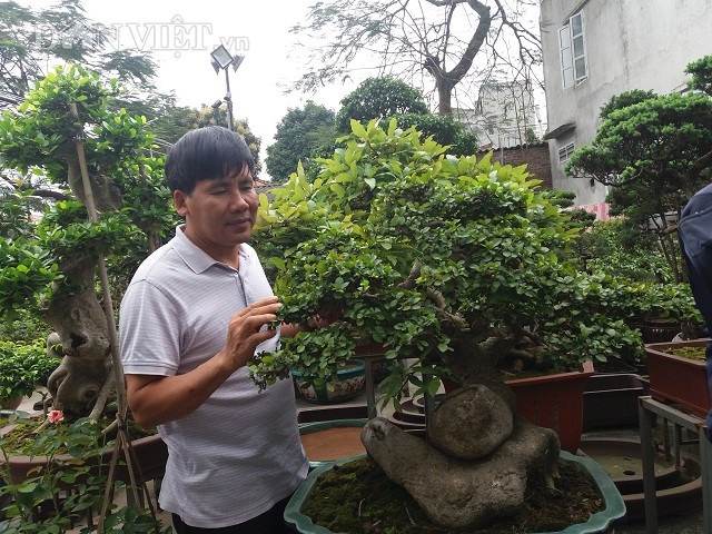 Bất ngờ: Một cây duối bonsai 40 tuổi gốc cực dị được trả 300 triệu đồng - 5
“Mua được cây cũng tốn kém không ít cả về tiền bạc lẫn nhiều thời gian, công sức - ông Sơn nhớ lại.