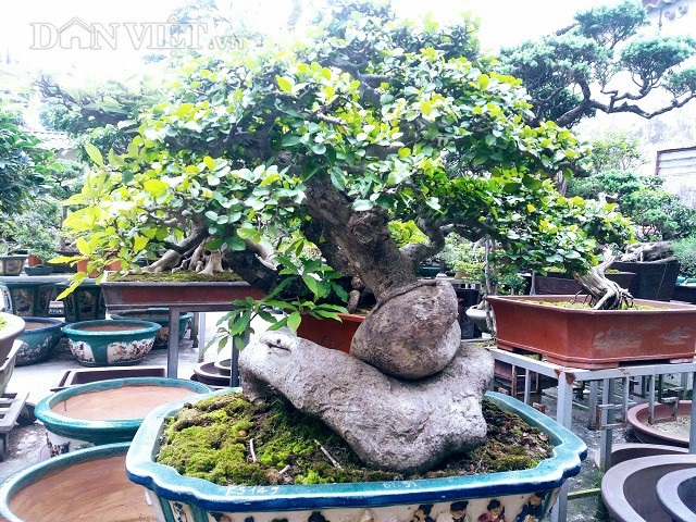 Bất ngờ: Một cây duối bonsai 40 tuổi gốc cực dị được trả 300 triệu đồng - 6
Hiện đã có người trả cao nhất là gần 250 triệu đồng, nhưng gia đình tôi chưa muốn bán, ông Sơn tiết lộ.