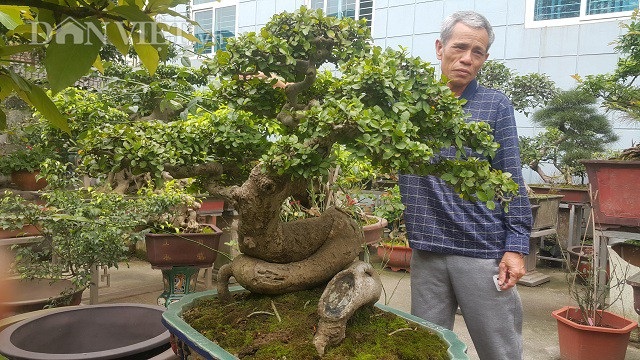 Bất ngờ: Một cây duối bonsai 40 tuổi gốc cực dị được trả 300 triệu đồng - 7
Cây duối là một loại cây có sức sống rất mãnh liệt và có thể sống hàng nghìn năm, do đó cây duối có ý nghĩa trường tồn, bất khuất.