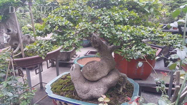 Bất ngờ: Một cây duối bonsai 40 tuổi gốc cực dị được trả 300 triệu đồng - 1
Cây duối có dáng cực dị cao gần 1m và có tuổi đời hơn 40 năm.