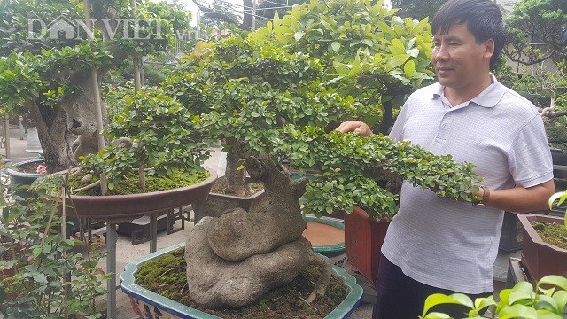 Bất ngờ: Một cây duối bonsai 40 tuổi gốc cực dị được trả 300 triệu đồng - 2
Hiện cây duối đang được ông Sơn rao bán với giá 300 triệu đồng.