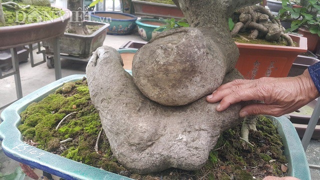 Bất ngờ: Một cây duối bonsai 40 tuổi gốc cực dị được trả 300 triệu đồng - 3
Thân cây có đường kính thân 15cm, uốn lượn giống như một con rắn.