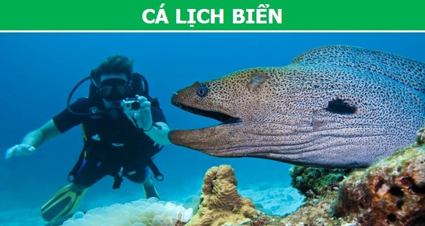 Điểm danh những loài cá nguy hiểm nhất trên thế giới (Phần 2) - 2 Điểm danh những loài cá nguy hiểm nhất trên thế giới (Phần 2) - 2