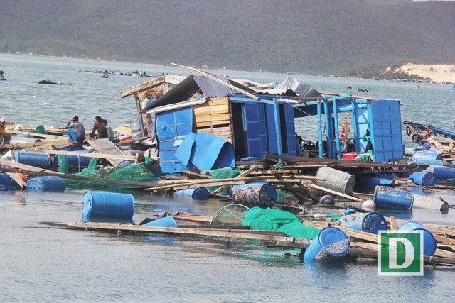 Lồng bè nuôi tôm hùm ở Vịnh Vân Phong (huyện Vạn Ninh, Khánh Hòa) bị vỡ từng mảng sau khi bị bão Damrey tàn phá hồi cuối năm ngoái