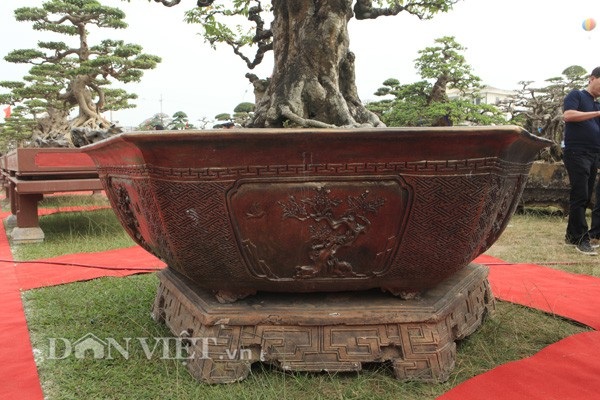 Khế cổ thụ "kết mộc vi sơn" hiếm có ở Việt Nam giá 6 tỷ đẹp cỡ nào? - 4 Chiếc chậu nuôi cây khế cổ thụ cũng được anh Toàn thiết kế rất cầu kỳ và đẹp.
