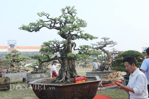 Khế cổ thụ "kết mộc vi sơn" hiếm có ở Việt Nam giá 6 tỷ đẹp cỡ nào? - 1
Cận cảnh cây khế cổ thụ tên kết mộc vi sơn của anh Toàn ở Phú Thọ.