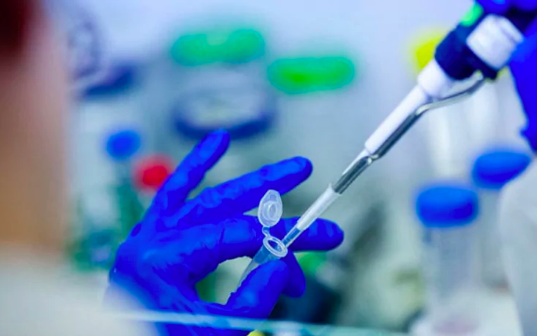 Các tế bào gốc phôi có khả năng trở thành bất kỳ tế bào nào trong cơ thể trong môi trường thích hợp