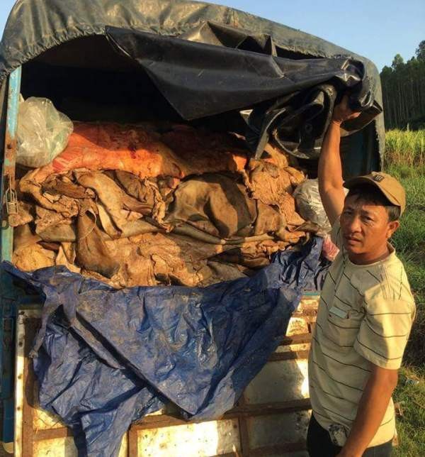 Bắt xe tải chở hơn 3 tấn da bò thối đi tiêu thụ - 1 Xe tải chở số lượng da bò lớn đã bốc mùi thối nhưng chưa rõ nguồn gốc.