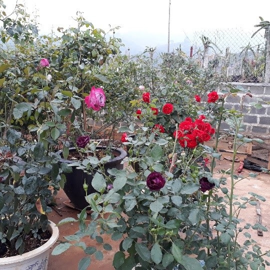 Kiếm trăm triệu mỗi năm nhờ nhân giống hoa hồng ngoại - 2 Những cây hồng ngoại, hồng cổ nở hoa rực rỡ với nhiều màu sắc, khiến ai đi ngang qua cũng trầm trồ khen ngợi