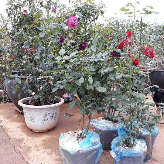 Kiếm trăm triệu mỗi năm nhờ nhân giống hoa hồng ngoại - 3 Anh Hùng chuẩn bị gửi những cây hoa đẹp cho khách đặt mua