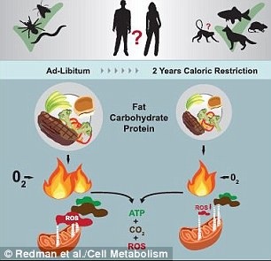 Giảm 15% calo, lợi đủ đường - 2 Các nghiên cứu đã chỉ ra rằng hạn chế calo có thể kéo dài cuộc sống của động vật nhờ giảm stress oxy hoá do quá trình biến thực phẩm thành năng lượng. Nghiên cứu mới cho thấy điều này cũng đúng đối với con người