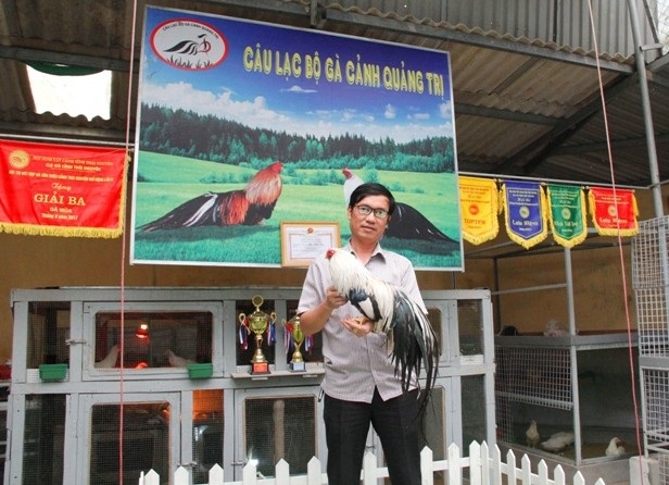 "Quý tộc" gà cảnh quan trọng phải có thần thái, giá ngàn đô/con - 5
Anh Dũng hiện là thành viên Câu lạc bộ gà cảnh Quảng Trị, từng giành nhiều giải cao tại các cuộc thi gà cảnh vùng miền và toàn quốc. Ảnh: Ngọc Vũ.