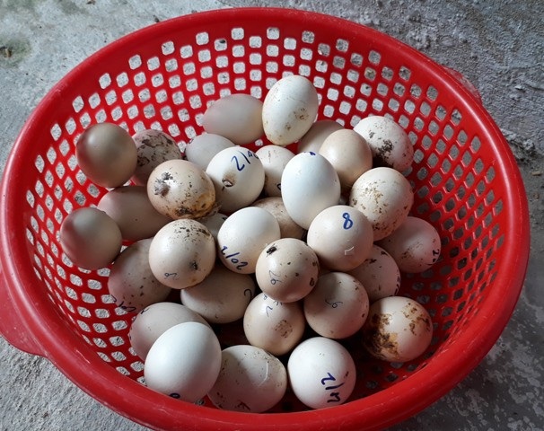"Quý tộc" gà cảnh quan trọng phải có thần thái, giá ngàn đô/con - 8
Phối giống đồng huyết sẽ cho ra con gà cảnh đẹp nhưng tỷ lệ trứng nở rất thấp, khoảng 1/100. Trong ảnh là số trứng bị hỏng do không nở được. Ảnh: Ngọc Vũ.