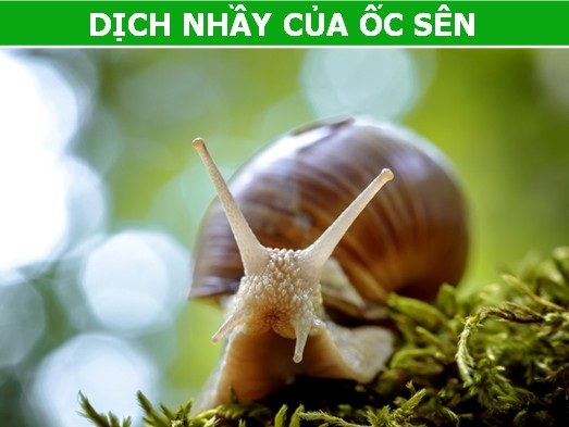 Khám phá những thành phần “khó tin” trong các loại mỹ phẩm - 2 Khám phá những thành phần “khó tin” trong các loại mỹ phẩm - 2