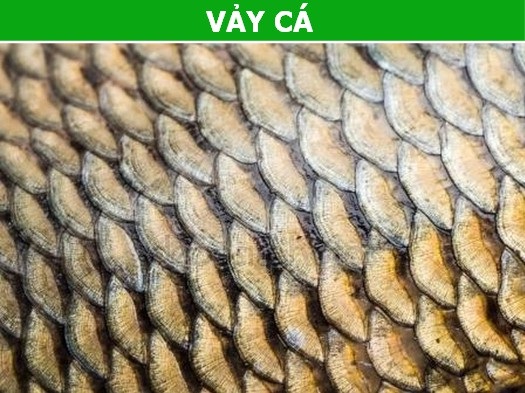 Khám phá những thành phần “khó tin” trong các loại mỹ phẩm - 4 Khám phá những thành phần “khó tin” trong các loại mỹ phẩm - 4