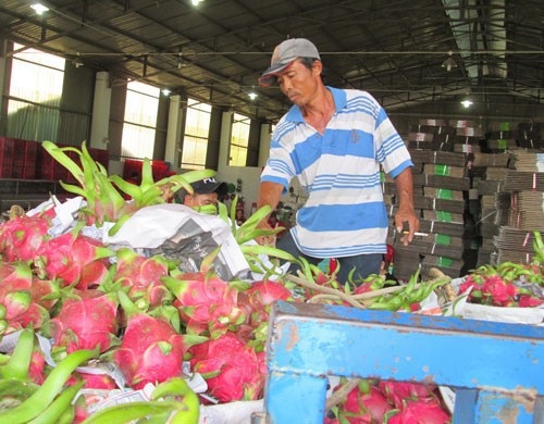 Trung Quốc "siết" nhập khẩu trái cây từ Việt Nam - 1
Trung Quốc siết chặt nhập khẩu trái cây sẽ ảnh hưởng đến ngành rau quả của Việt Nam