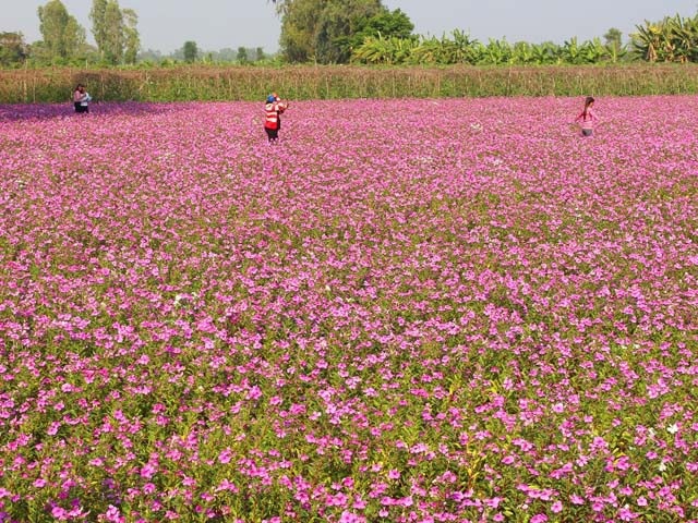 Bất ngờ trước vẻ đẹp mê hồn cánh đồng hoa dừa cạn ở An Giang - 5 Cánh đồng thu hút nhiều bạn trẻ.