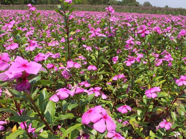 Bất ngờ trước vẻ đẹp mê hồn cánh đồng hoa dừa cạn ở An Giang - 6 Một địa điểm du lịch mới hình thành ở An Giang từ cây dừa cạn.