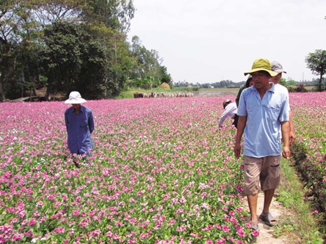 Bất ngờ trước vẻ đẹp mê hồn cánh đồng hoa dừa cạn ở An Giang - 7 Người dân kiểm tra cánh đồng hoa.