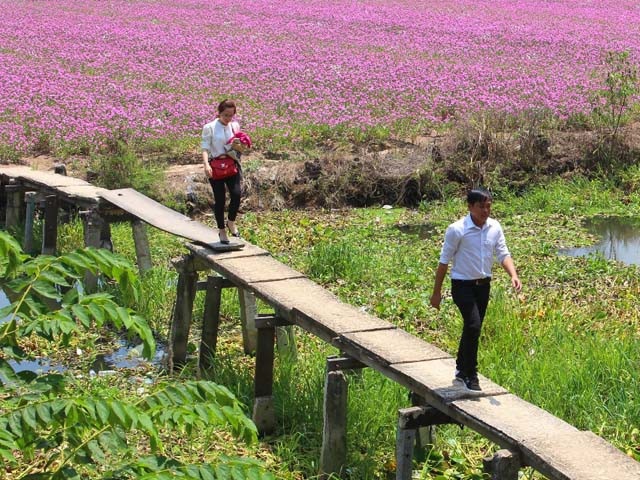 Bất ngờ trước vẻ đẹp mê hồn cánh đồng hoa dừa cạn ở An Giang - 3 Màu tím níu chân du khách. Ảnh: IT