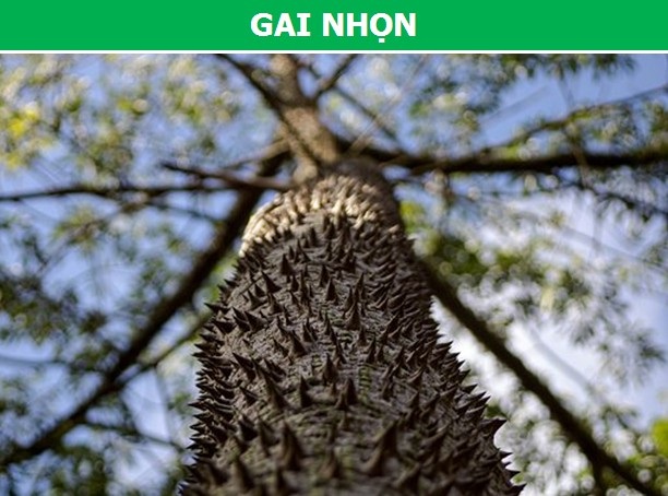 Khám phá những cơ chế tự vệ đặc biệt của thực vật - 1 Khám phá những cơ chế tự vệ đặc biệt của thực vật - 1