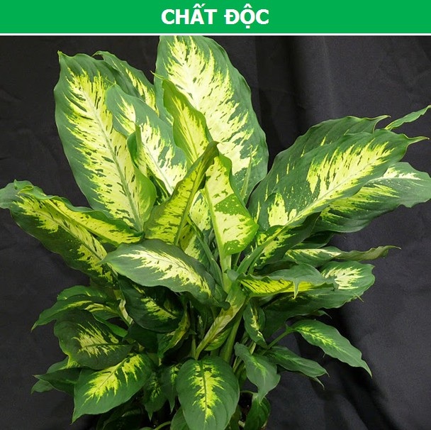 Khám phá những cơ chế tự vệ đặc biệt của thực vật - 3 Khám phá những cơ chế tự vệ đặc biệt của thực vật - 3