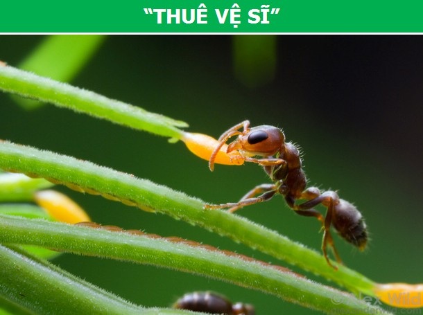 Khám phá những cơ chế tự vệ đặc biệt của thực vật - 4 Khám phá những cơ chế tự vệ đặc biệt của thực vật - 4